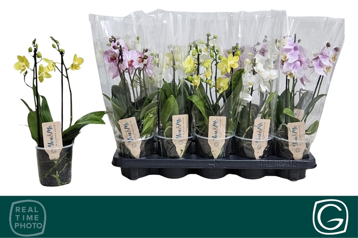 <h4>PHAL MF GEM 4 KL</h4>