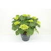 Hydrangea Macrophylla rose 10+, beperkt leverbaar