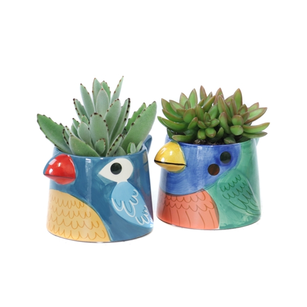 <h4>Succulent 8,5 cm in blauwe tanager bird planter</h4>