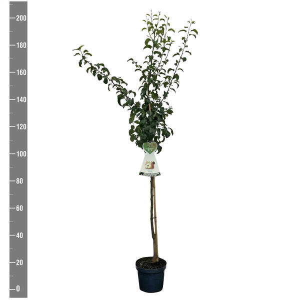 <h4>Pyrus c. Gellerts Butterbirne (B. Hardy) halfstam</h4>