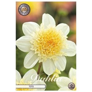 Dahlia Toto x1