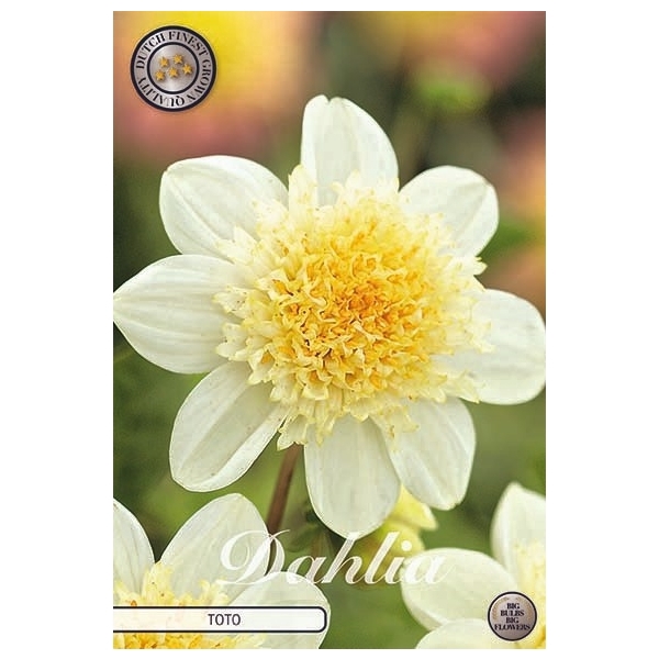 <h4>Dahlia Toto x1</h4>