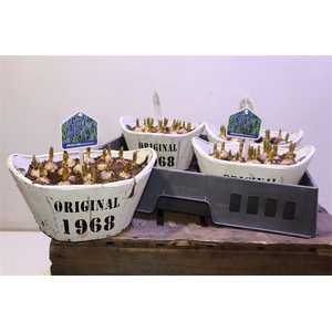 arr8 Arr Muscari In Houten Hengsel Bakje