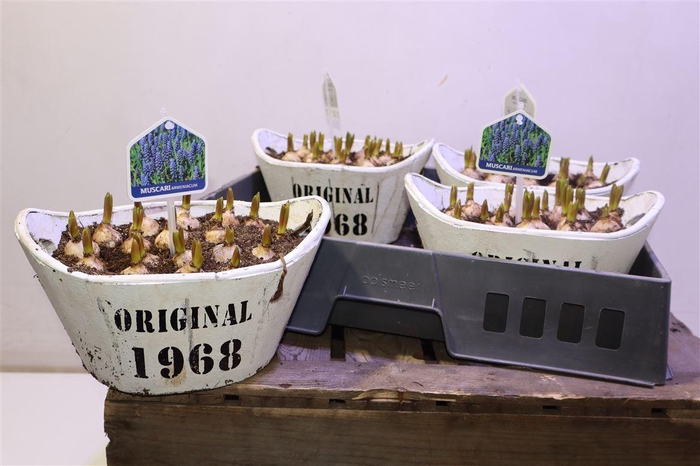 <h4>arr8 Arr Muscari In Houten Hengsel Bakje</h4>