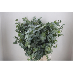Euca Cinerea 300gr Jong P Bunch