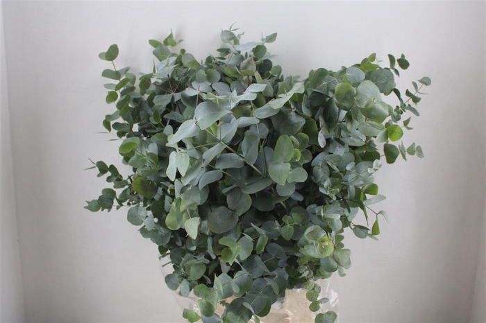 <h4>Euca Cinerea 300gr Jong P Bunch</h4>