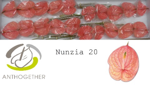 <h4>Anthurium Nunzia</h4>