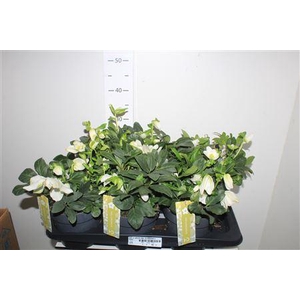 Hell Ni Advent Star 15 Bloemen+