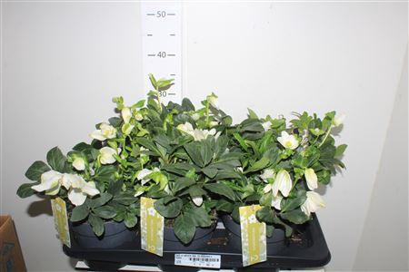 <h4>Hell Ni Advent Star 15 Bloemen+</h4>
