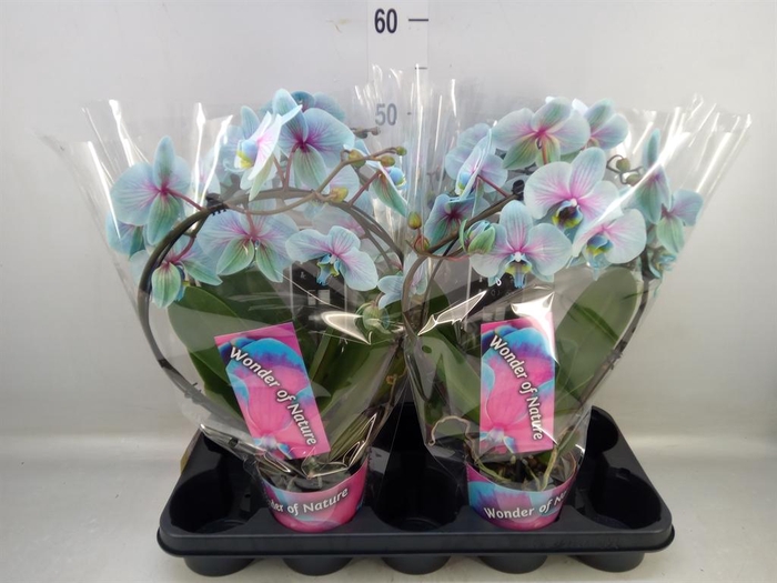 <h4>Phalaenopsis   ...</h4>