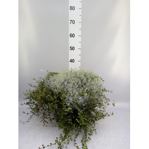 Leucophyta brownii 'Silvercalos'