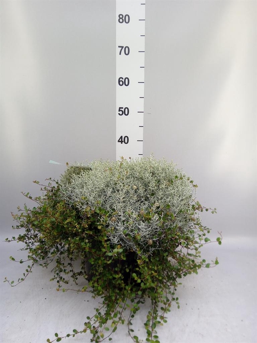 <h4>Leucophyta brownii 'Silvercalos'</h4>