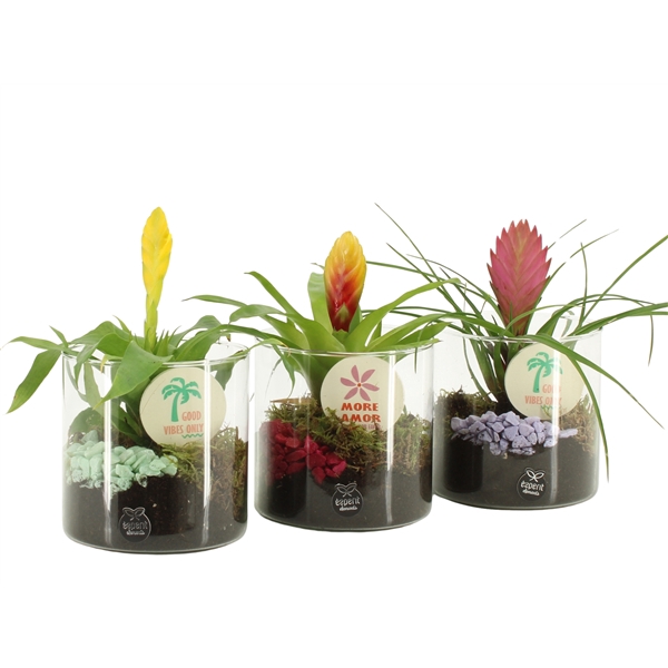 <h4>31632: Color circus arrangement</h4>