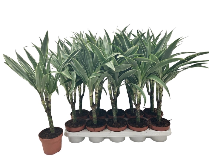 <h4>DRA DE WARNECKEI</h4>