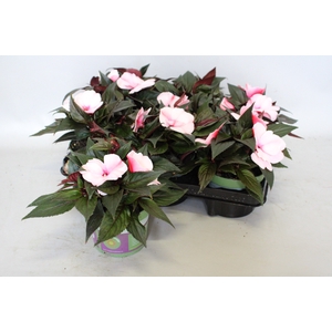 Impatiens N.G.ClockWork DL Appleblossom