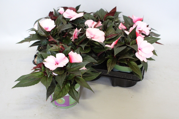 <h4>Impatiens N.G.ClockWork DL Appleblossom</h4>