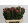 Protea Brenda