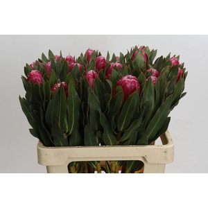 Protea Brenda