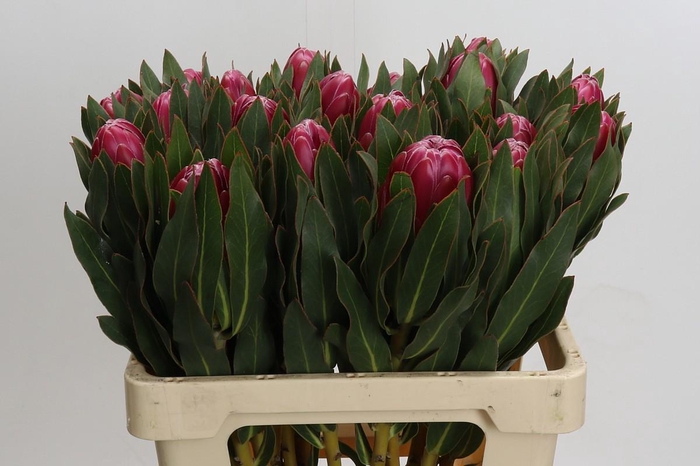 <h4>Protea Brenda</h4>