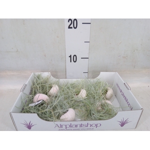 Arr.  Tillandsia L%