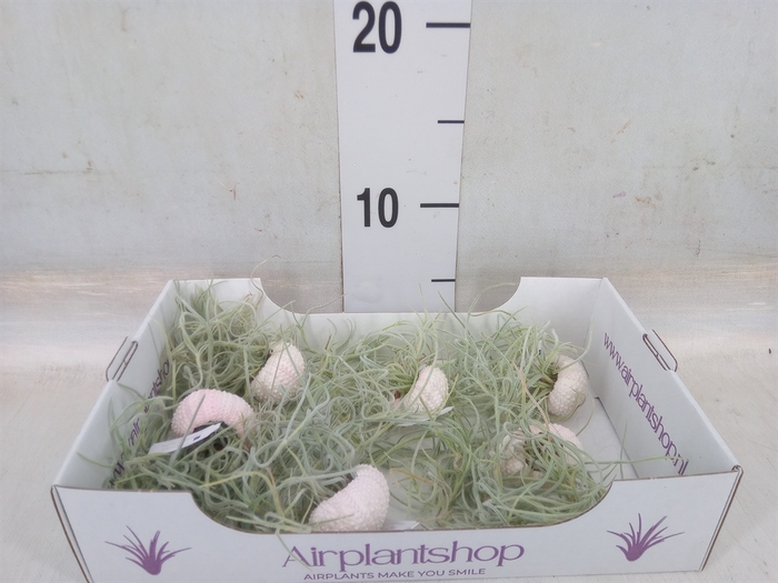 <h4>Arr.  Tillandsia L%</h4>