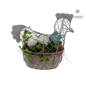 Pasen Kip gaas pastel met Peperomia