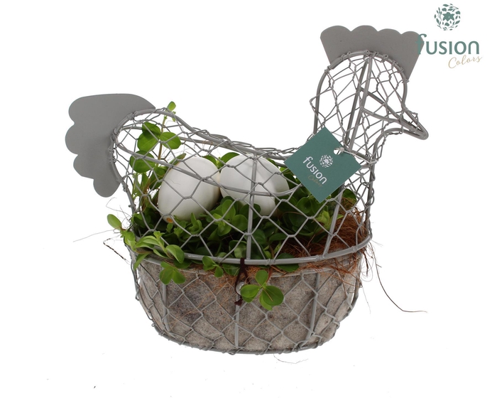 <h4>Pasen Kip gaas pastel met Peperomia</h4>