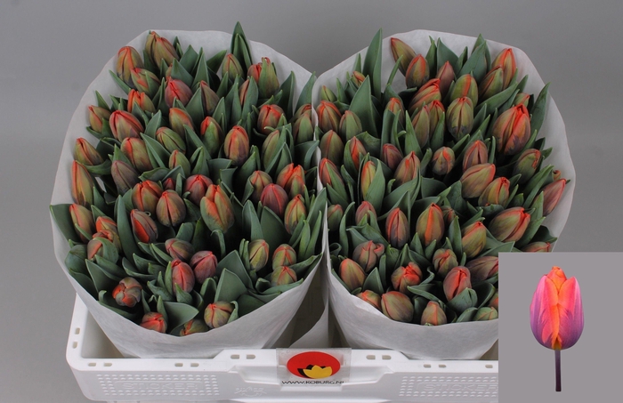 <h4>TU EN HERMITAGE</h4>