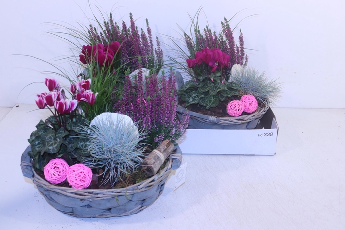 <h4>ARR TUINPLANTEN</h4>