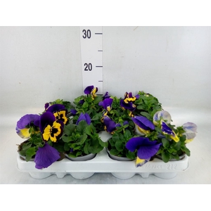 Viola wr. 'Evo Yellow Duet'
