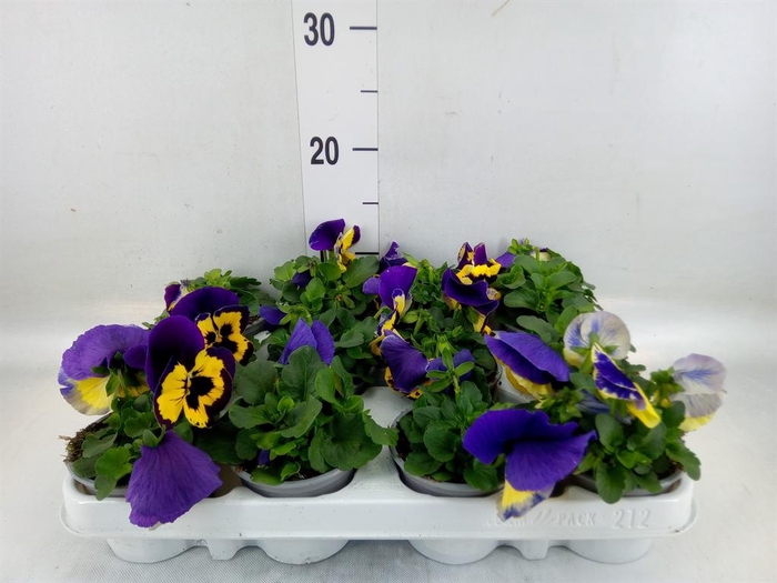 <h4>Viola wr. 'Evo Yellow Duet'</h4>