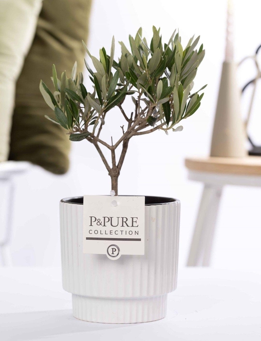<h4>Olea Europaea in P&PURE Ivy ceramics shiny white</h4>