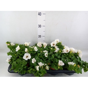 Petunia  'Surfinia Baby White'
