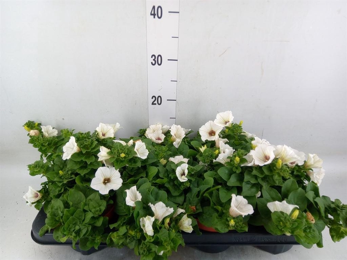 <h4>Petunia 'Surfinia Baby White'</h4>