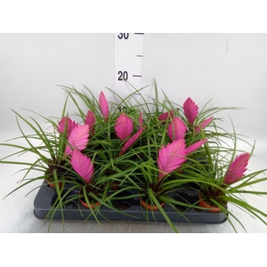 Tillandsia cyanea