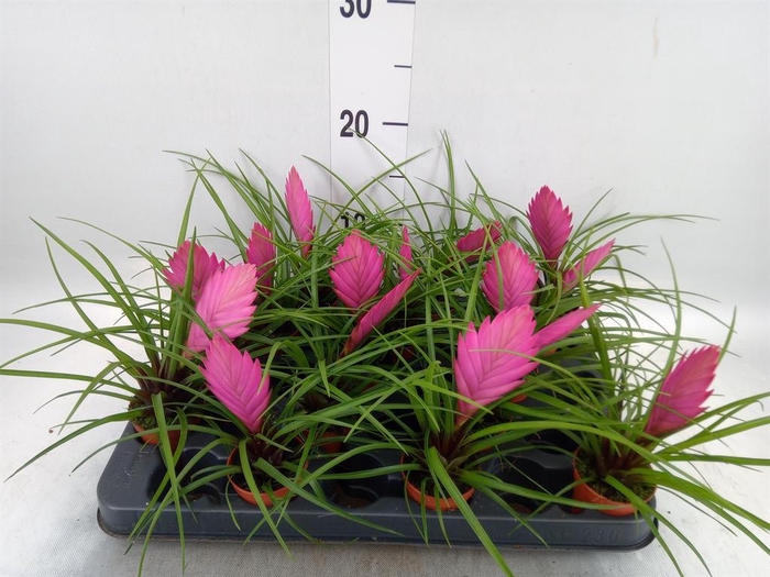 <h4>Tillandsia cyanea</h4>