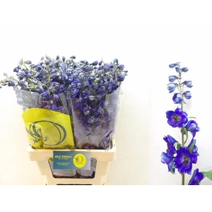 DELPH EN BLACK KNIGH