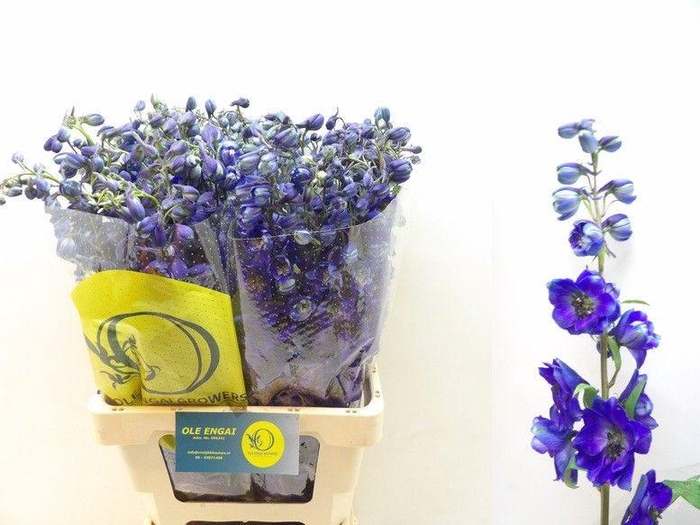 <h4>DELPH EN BLACK KNIGH</h4>