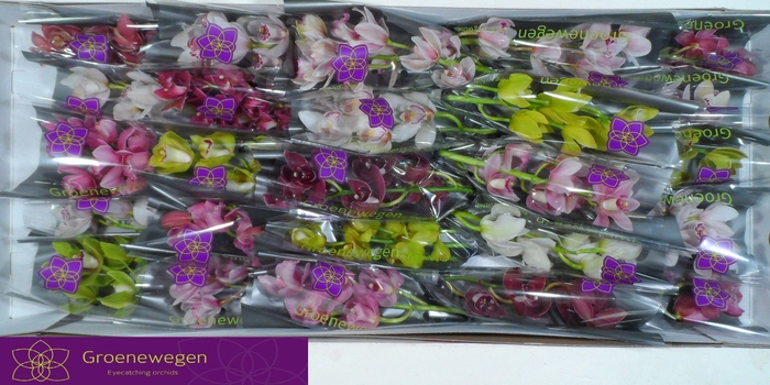 <h4>CYMB MI GEM</h4>