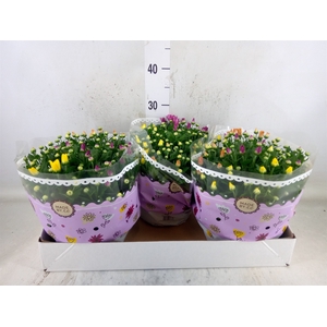 Chrysanthemum   ..mix/pot