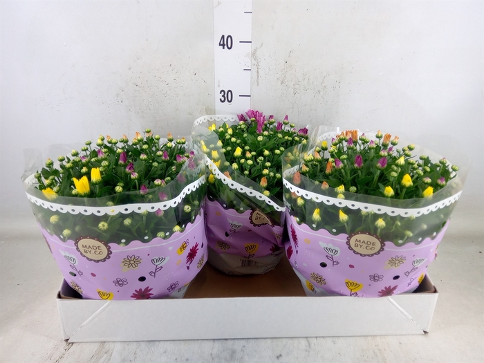 <h4>Chrysanthemum   ..mix/pot</h4>