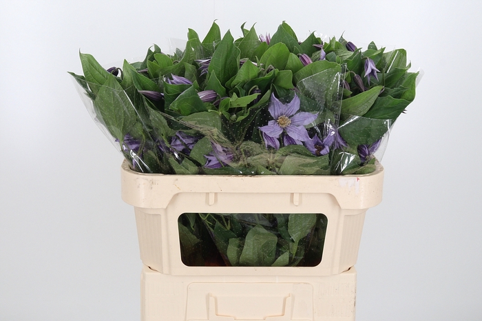 <h4>Clem Star River Lavendel</h4>