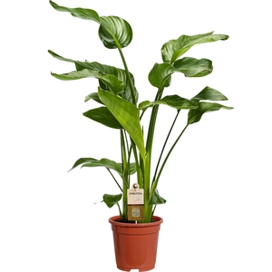 Strelitzia Nicolai 3 stek 70cm