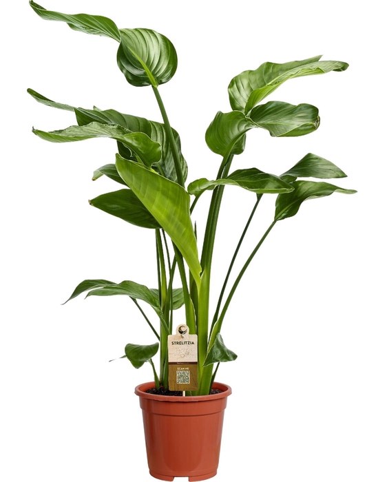 <h4>Strelitzia Nicolai 3 stek 70cm</h4>