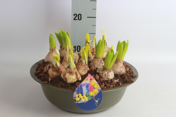 <h4>ARR TUINPLANTEN</h4>