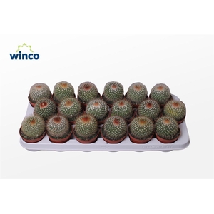 Mammillaria Pringlei