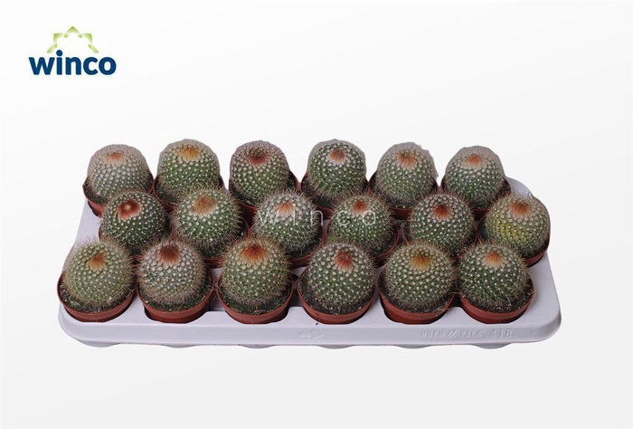 <h4>Mammillaria Pringlei</h4>