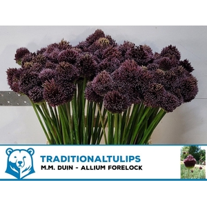 ALLIUM FORELOCK