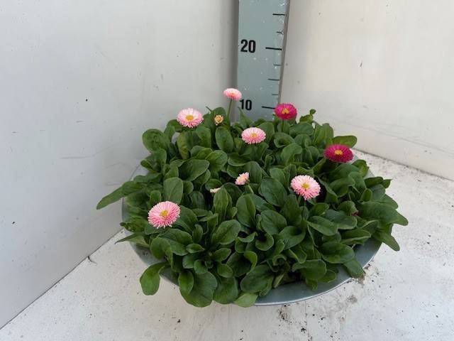 <h4>Bellis per. Belladaisy Rose</h4>