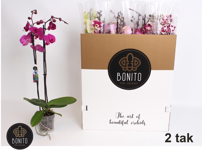 <h4>PHAL GEM 8 KL</h4>